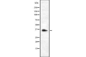 OR9G1 antibody  (Internal Region)