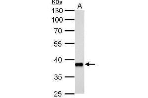 AKR1C3 antibody  (C-Term)