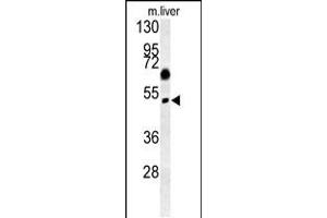 Western blot analysis in mouse liver tissue lysates (15ug/lane). (SNX31 antibody  (N-Term))