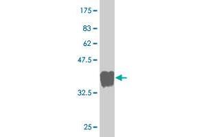 Western Blot detection against Immunogen (34. (GTPBP1 antibody  (AA 1-76))