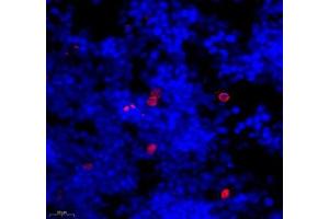 Immunofluorescence of paraffin embedded rat bone using ECP (ABIN7073838) at dilution of 1: 1000 (400x lens) (RNASE3 antibody)