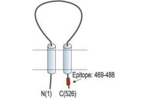 Representative domain view of the target of ABIN7884751.