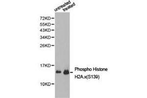 Western Blotting (WB) image for anti-H2A Histone Family, Member X (H2AFX) (pSer139) antibody (ABIN1876747)