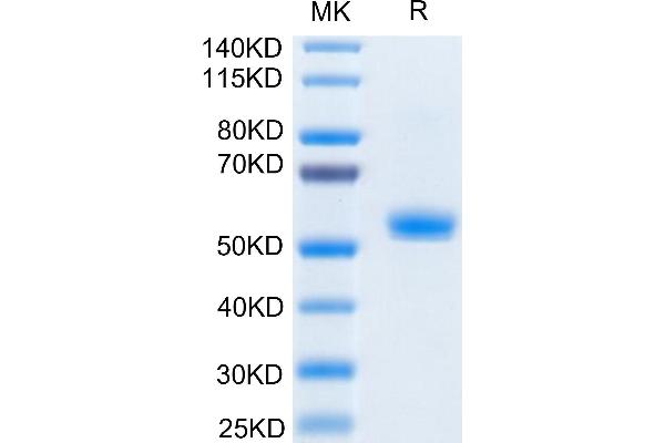 CD40 Ligand Protein (CD40LG) (Trimer) (His-DYKDDDDK Tag,Biotin)