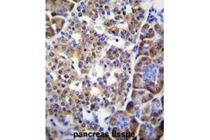 SMYD4 Antibody (C-term) immunohistochemistry analysis in formalin fixed and paraffin embedded human pancreas tissue followed by peroxidase conjugation of the secondary antibody and DAB staining. (SMYD4 antibody  (C-Term))