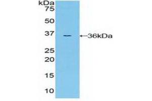 Western blot analysis of recombinant Human MAP2K7. (MAP2K7 antibody  (AA 113-388))