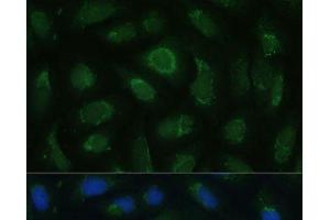 Immunofluorescence analysis of U-2 OS cells using SIGLEC9 Polyclonal Antibody at dilution of 1:100 (40x lens). (SIGLEC9 antibody)