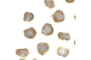 Image no. 1 for anti-Toll-Like Receptor 11 (Tlr11) (C-Term) antibody (ABIN204142) (TLR11 antibody  (C-Term))