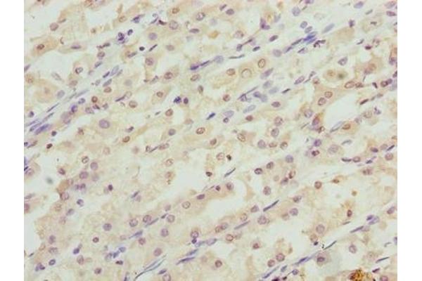 RER1 antibody  (AA 85-139)