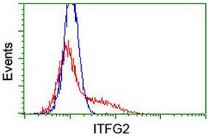 HEK293T cells transfected with either RC200818 overexpress plasmid (Red) or empty vector control plasmid (Blue) were immunostained by anti-ITFG2 antibody (ABIN2454676), and then analyzed by flow cytometry. (ITFG2 antibody)