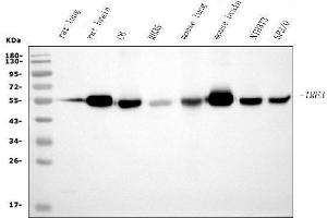 Western blot analysis of IRF3 using anti-IRF3 antibody (ABIN7599370).