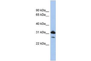 WB Suggested Anti-RAP1B  Antibody Titration: 0. (RAP1B antibody  (N-Term))