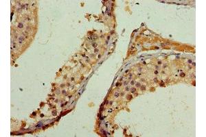 Immunohistochemistry of paraffin-embedded human testis tissue using ABIN7161856 at dilution of 1:100 (NCOA1 antibody  (AA 284-393))