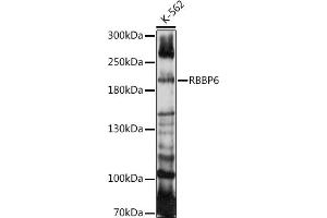 Western blot analysis of extracts of K-562 cells, using RBBP6 antibody (ABIN7269941) at 1:1000 dilution. (RBBP6 antibody  (AA 1-118))