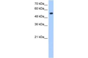 Western Blotting (WB) image for anti-Zinc Finger Protein interacting with Ribonucleoprotein K (ZIK1) antibody (ABIN2463331) (ZIK1 antibody)