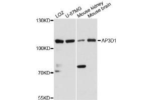 Western blot analysis of extracts of various cell lines, using AP3D1 antibody. (AP3D1 antibody)
