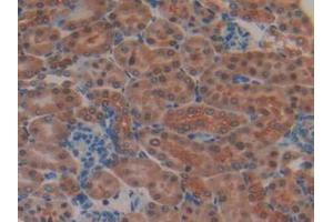 IHC-P analysis of Mouse Kidney Tissue, with DAB staining. (MEK2 antibody  (AA 44-313))