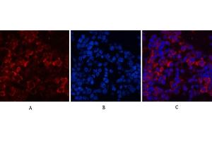 Immunofluorescence analysis of mouse spleen tissue. (EIF4A1 antibody)