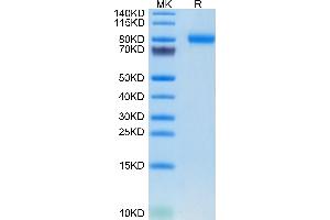 SEMA4B Protein (AA 31-703) (His tag)