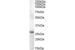 Image no. 1 for anti-Apolipoprotein B mRNA Editing Enzyme, Catalytic Polypeptide-Like 2 (APOBEC2) (Internal Region) antibody (ABIN374976) (APOBEC2 antibody  (Internal Region))