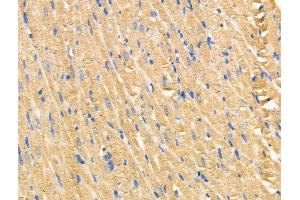 ABIN6258272 and ABIN6274405 at 1/100 staining Rat heart tissue by IHC-P. (MARK2 antibody  (Internal Region))