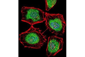 Fluorescent confocal image of Hela cell stained with TBPL2 Antibody (N-term) (ABIN656105 and ABIN2845447). (Tbpl2 antibody  (N-Term))