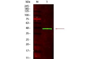 Western Blot of Mouse anti-Peroxidase (Horseradish) Antibody. (Peroxidase antibody)