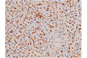 ABIN6267485 at 1/200 staining Mouse liver tissue sections by IHC-P. (IRS1 antibody  (pSer636))