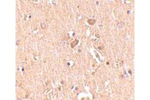 Immunohistochemical staining of human brain tissue with 2. (MED28 antibody  (Internal Region))