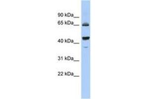 PDE12 antibody  (C-Term)