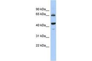 Image no. 1 for anti-Phosphodiesterase 12 (PDE12) (C-Term) antibody (ABIN6743742) (PDE12 antibody  (C-Term))