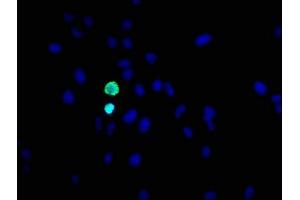 Immunofluorescence (IF) image for anti-Histone Cluster 1, H3a (HIST1H3A) (pSer10) antibody (ABIN7127310)