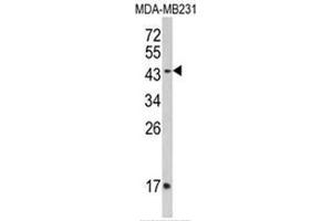 Western blot analysis of IFNGR2 Antibody (C-term) in MDA-MB435 cell line lysates (35ug/lane).