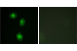 Immunofluorescence analysis of A549 cells, using MSK1 (Ab-376) Antibody. (MSK1 antibody  (AA 343-392))