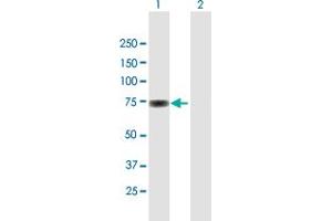 Western Blot analysis of SP100 expression in transfected 293T cell line by SP100 MaxPab polyclonal antibody. (SP100 antibody  (AA 1-480))