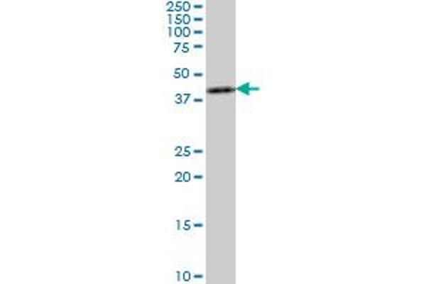 ASCL1 antibody  (AA 137-236)