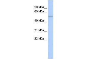 WB Suggested Anti-PPARD Antibody Titration:  0. (PPARD antibody  (N-Term))