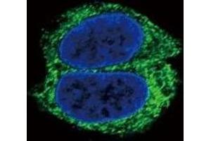Immunofluorescence (IF) image for anti-Transforming Growth Factor, beta Receptor II (70/80kDa) (TGFBR2) (AA 13-40) antibody (ABIN3029224)