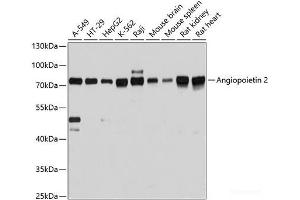Western blot analysis of extracts of various cell lines using Angiopoietin 2 Polyclonal Antibody at dilution of 1:3000. (Angiopoietin 2 antibody)