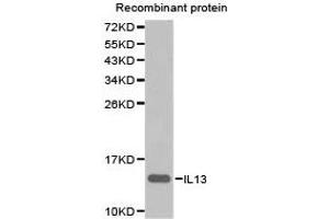 Western blot analysis of extracts of recombinant rotein using IL13 antibody. (IL-13 antibody)