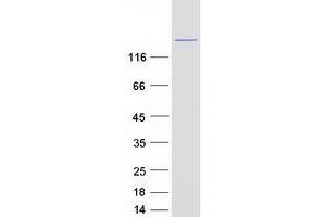 Synaptosomal-Associated Protein 91 (SNAP91) (Transcript Variant 1) protein (Myc-DYKDDDDK Tag)
