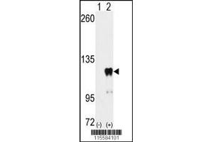 Western blot analysis of PUM2 using PUM2 Antibody (S182) using 293 cell lysates (2 ug/lane) either nontransfected (Lane 1) or transiently transfected with the PUM2 gene (Lane 2). (PUM2 antibody  (AA 159-189))