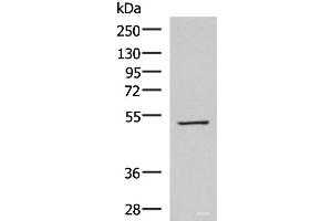 Western blot analysis of HepG2 cell lysate using FDXR Polyclonal Antibody at dilution of 1:1000