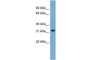 WB Suggested Anti-Gjb3 Antibody Titration: 0.
