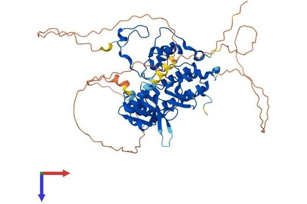 CDC7 Protein (AA 1-564) (His tag)