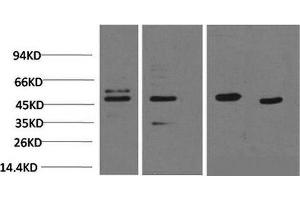 Western Blot analysis of 1) 293T, 2) Jurkat, 3) Rat heart, 4) Mouse heart using Smad3 Monoclonal Antibody at dilution of 1:2000. (SMAD3 antibody)