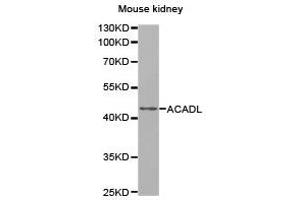 Western Blotting (WB) image for anti-Acyl-CoA Dehydrogenase, Long Chain (ACADL) antibody (ABIN1870747) (ACADL antibody)