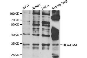 Western blot analysis of extracts of various cell lines, using HLA-DMA antibody. (HLA-DMA antibody)