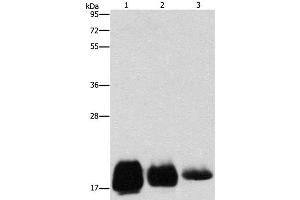 Western Blot analysis of Huvec, hela and SKOV3 cell using CD59 Polyclonal Antibody at dilution of 1:500 (CD59 antibody)