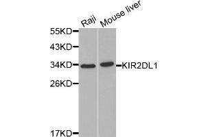 Western blot analysis of extracts of Raji and mouse liver cells, using KIR2DL1 antibody.